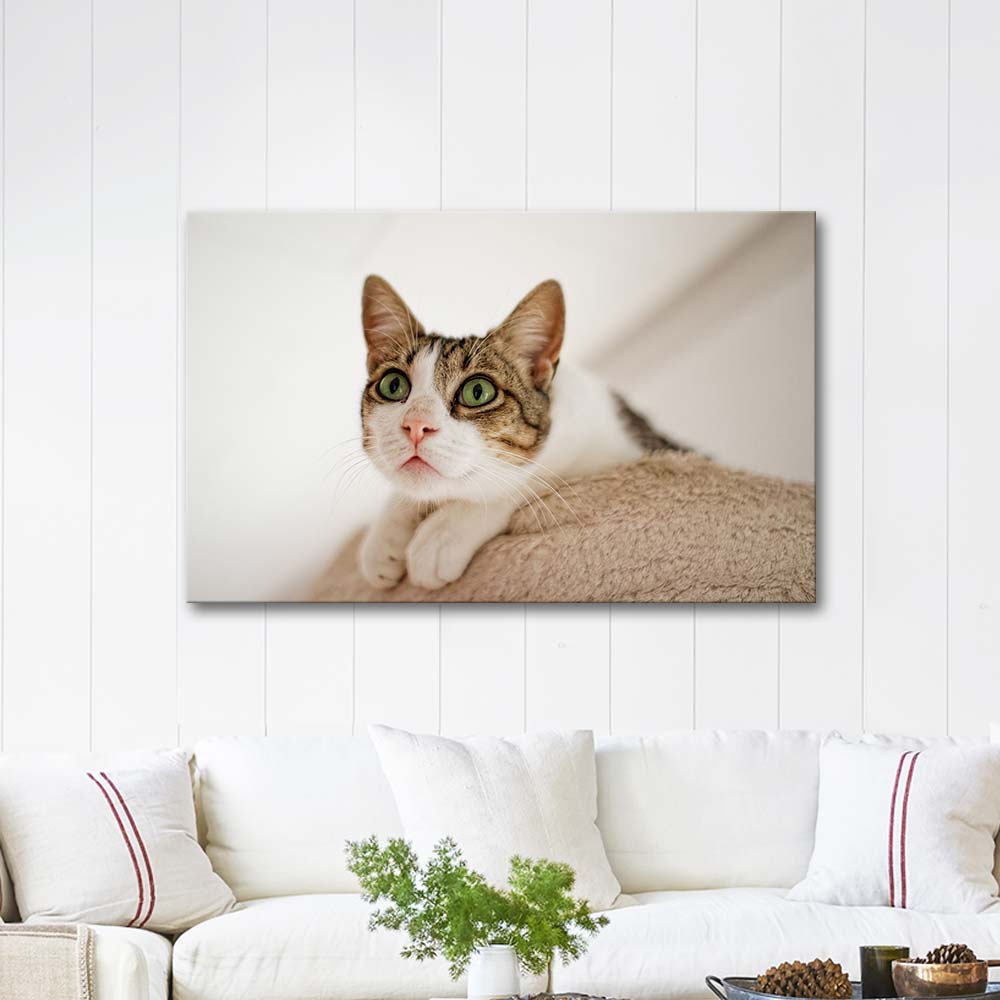 Cat Looking Up Art Print | CANVASTAR
