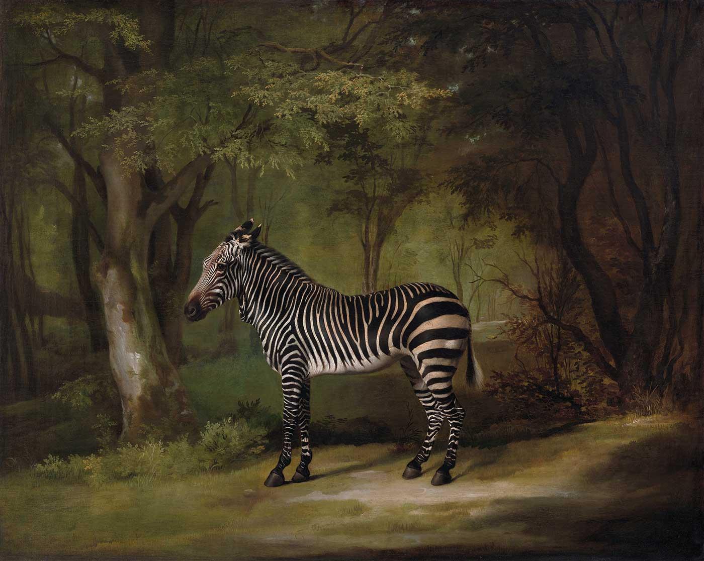 George Stubbs Zebra Kanvas Tablo | CANVASTAR ®