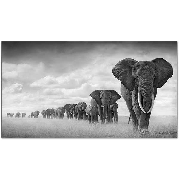 Fillerin Son Yürüyüşü Kanvas Tablo