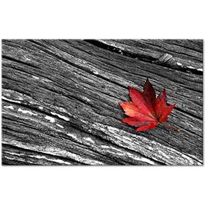 A Leaf in Autumn Art Print
