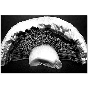 Edward Weston Mushroom Art Print