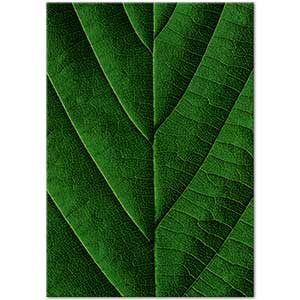 Leaf Texture Art Print