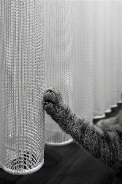 Mia Serisi Pati Dostu Kendini Toparlayabilen Kedi Tül Perde