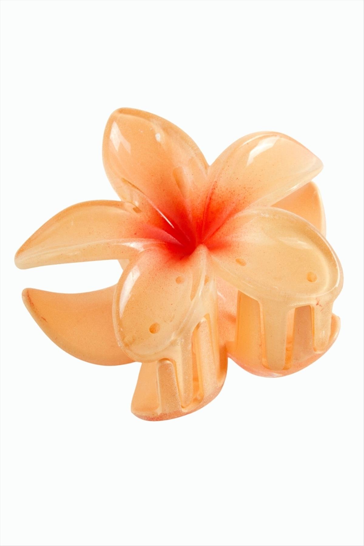 Lotus Toka 8 cm