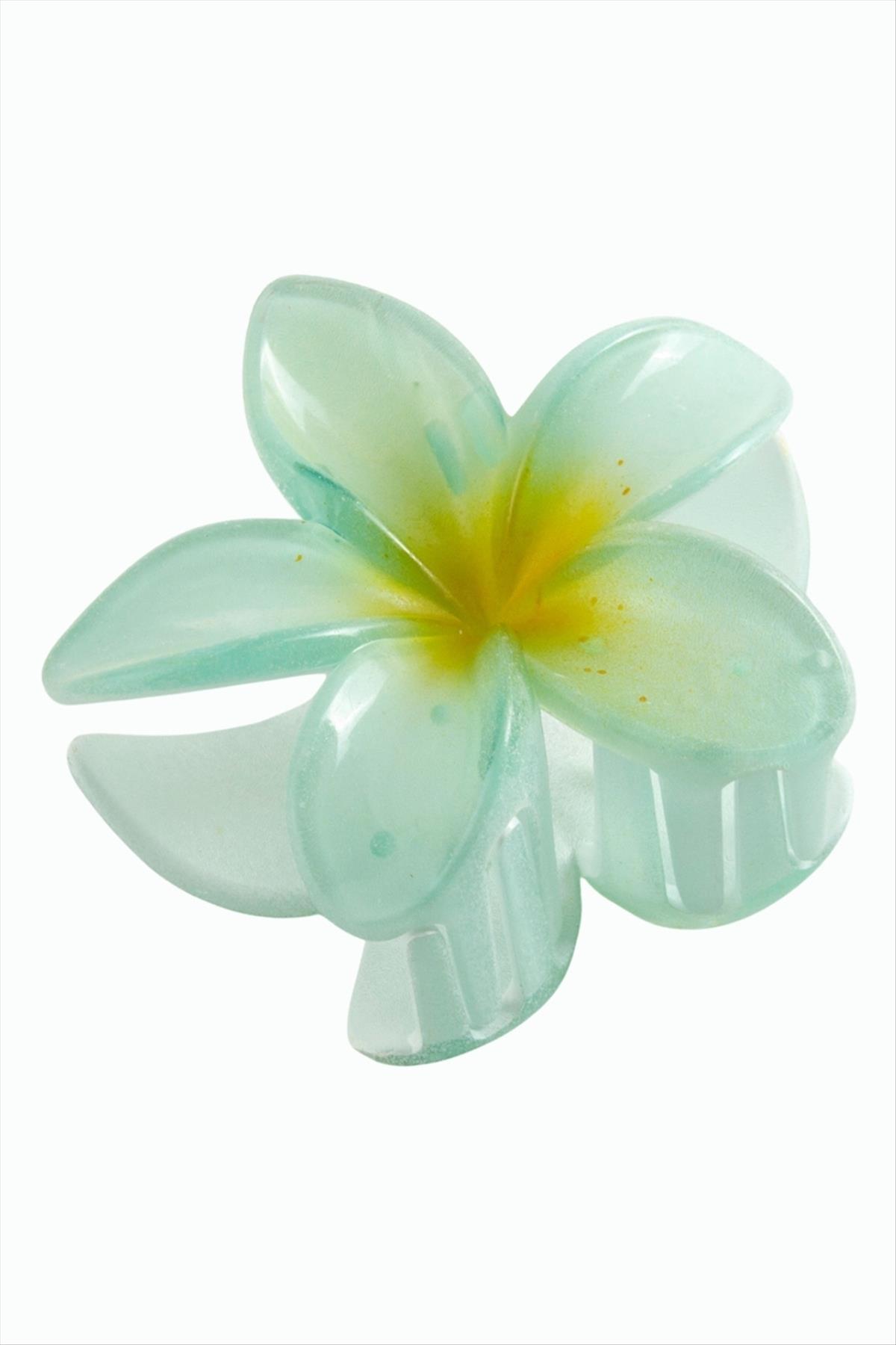 Lotus Toka 8 cm