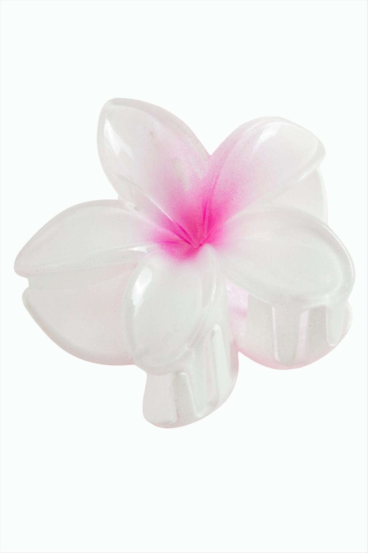 Lotus Toka 8 cm