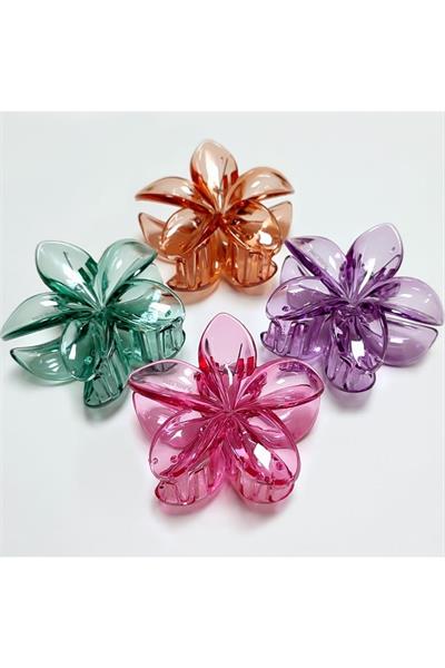 Lotus Toka 6 cm
