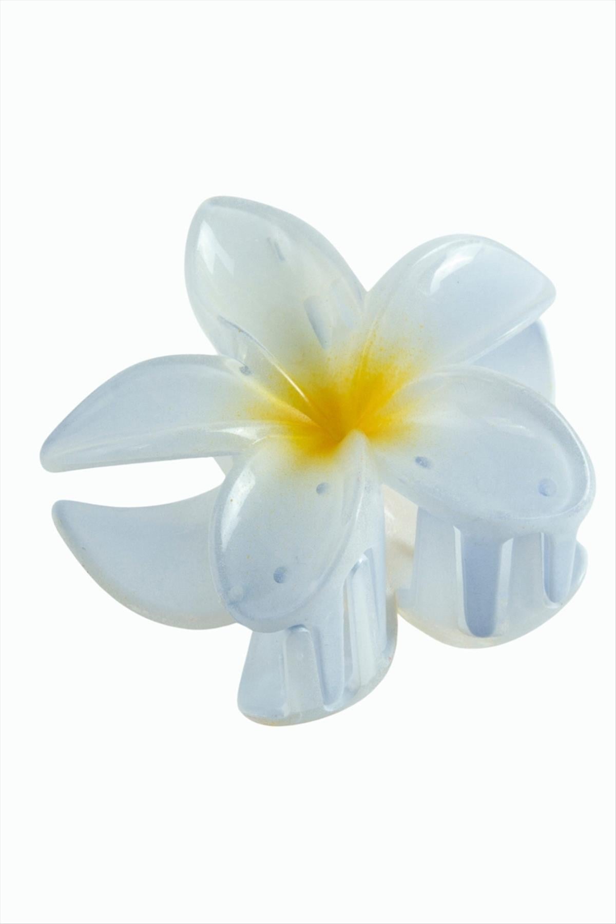 Lotus Toka 8 cm