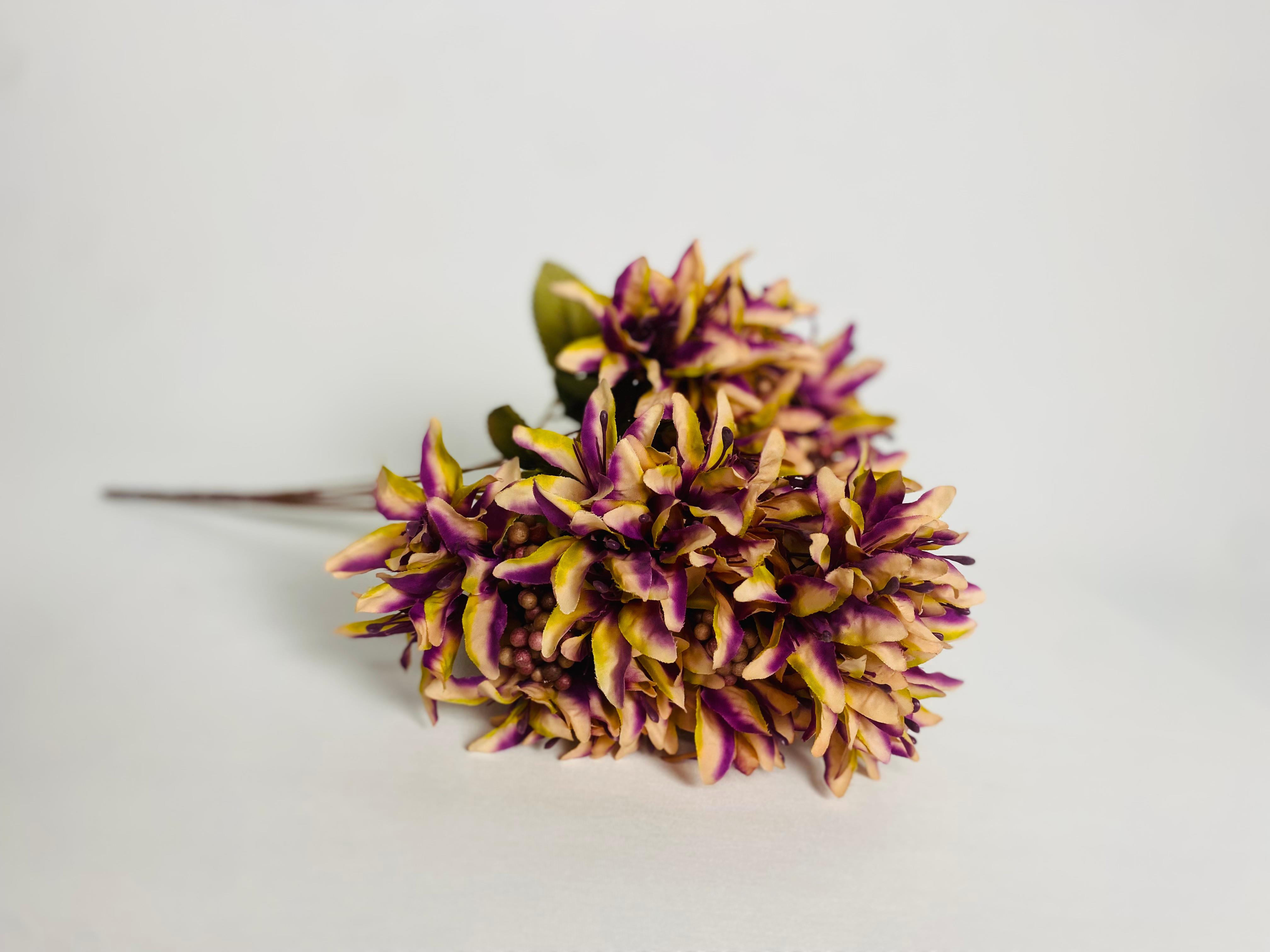 N'CREA HomeCipsolu Dal-Mor
