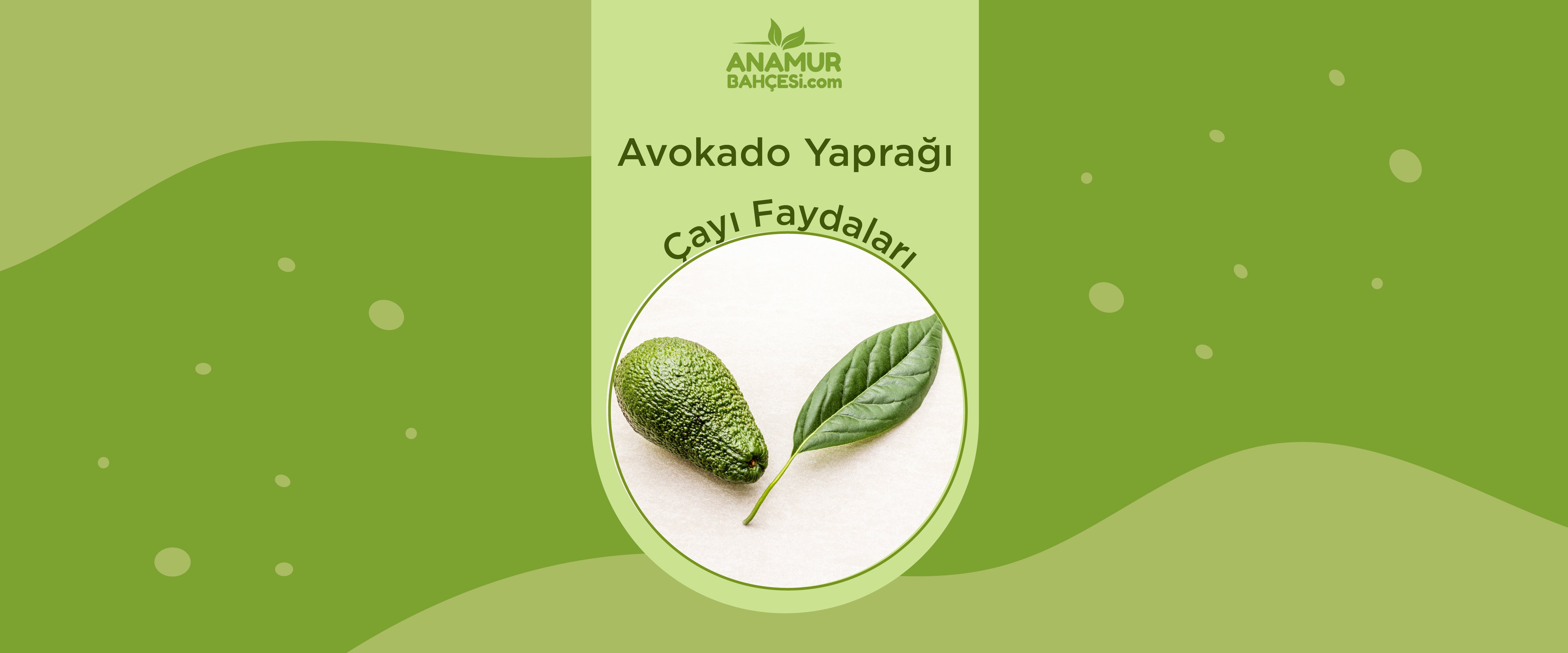 Avokado Yaprağı Çayı Faydaları
