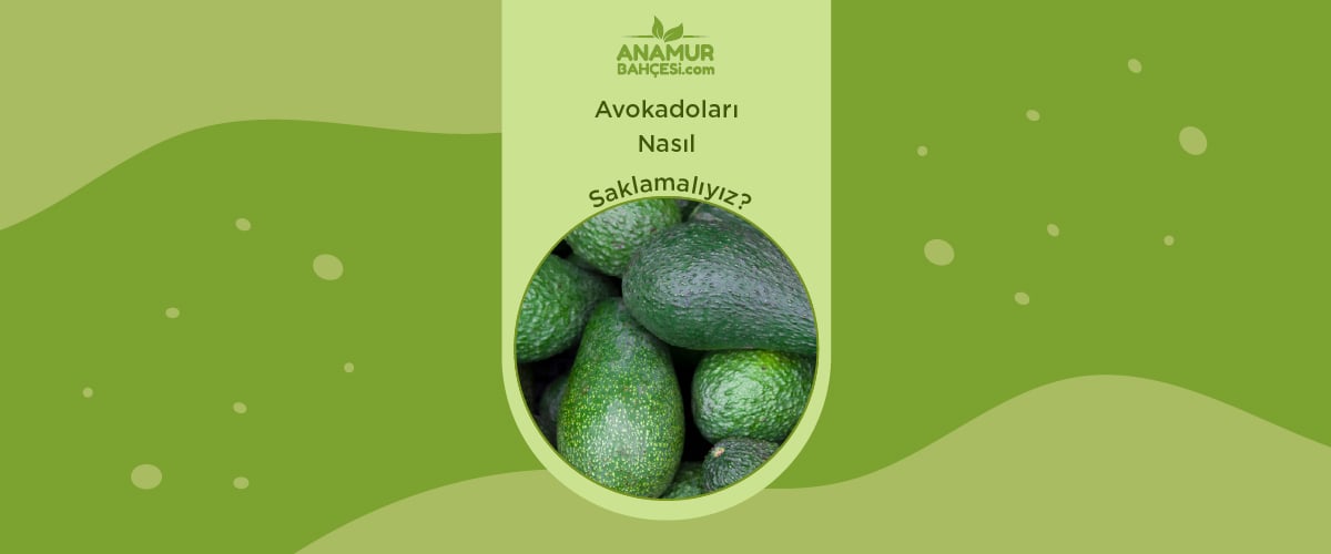 Organik Avakado- Anamur Bahçesi