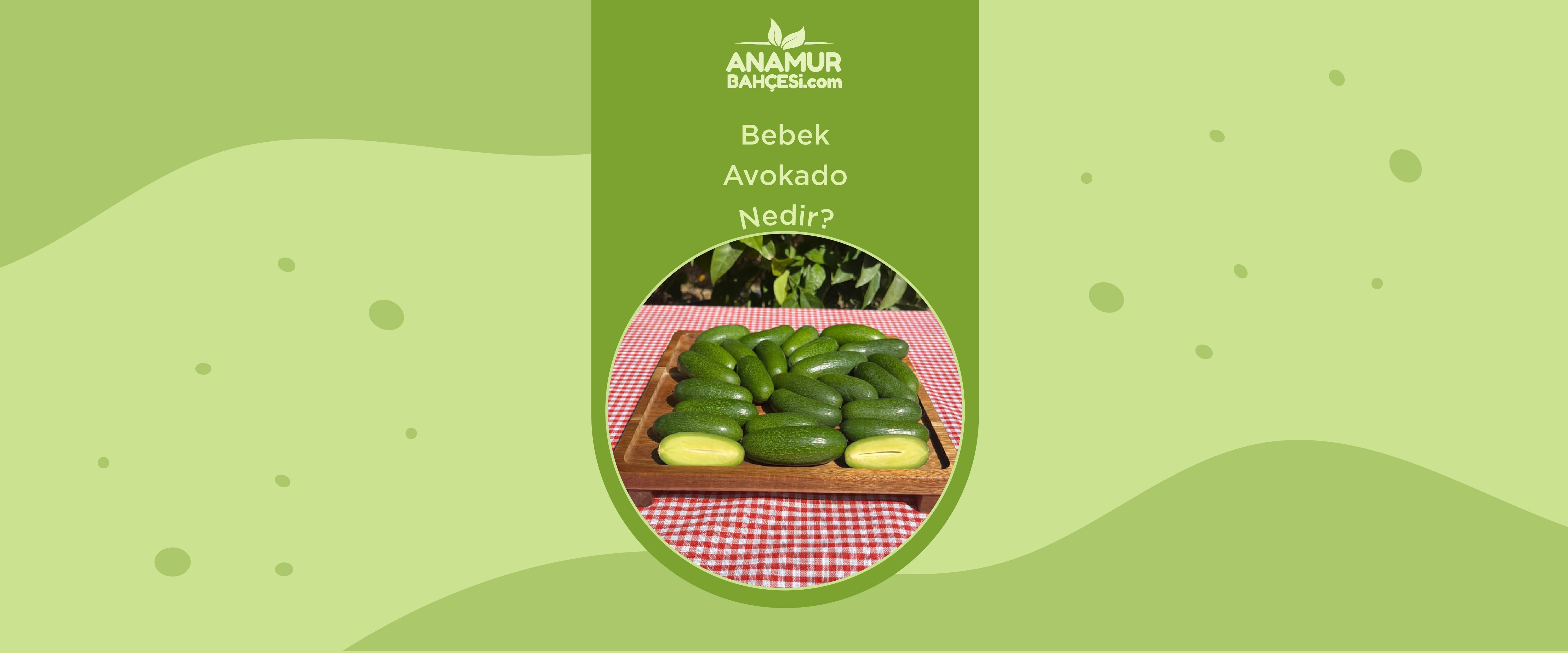 baby avokado nedir?