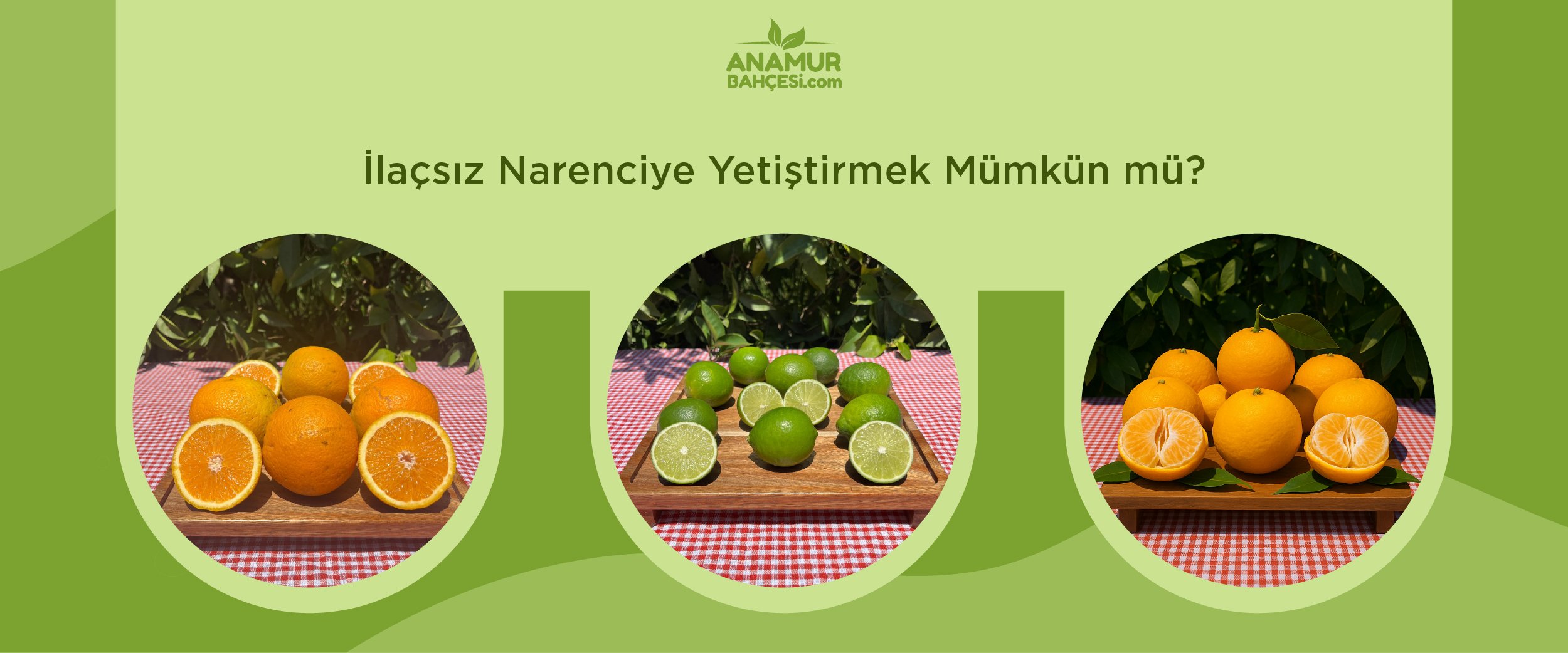 İlaçsız Narenciye, portakal, limon, mandalina, greyfurt, lime,