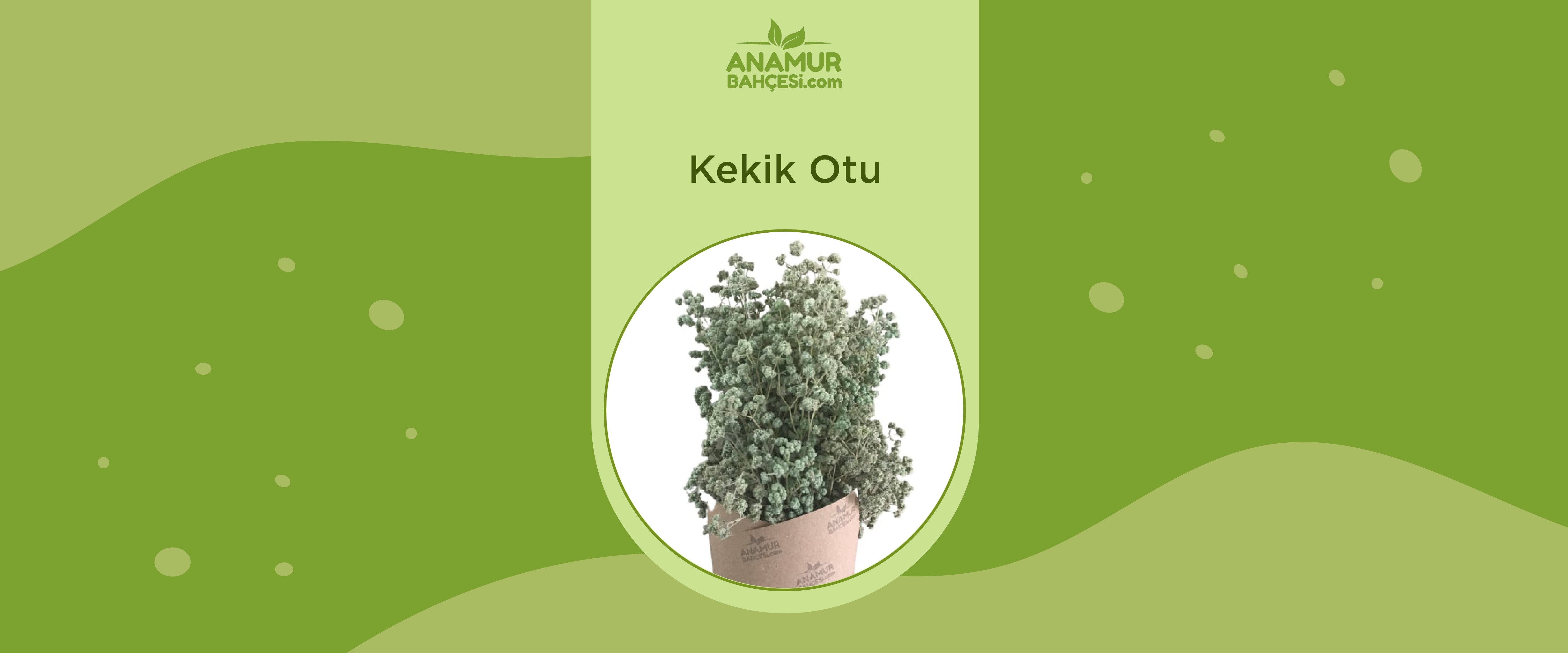 Kekik Otu
