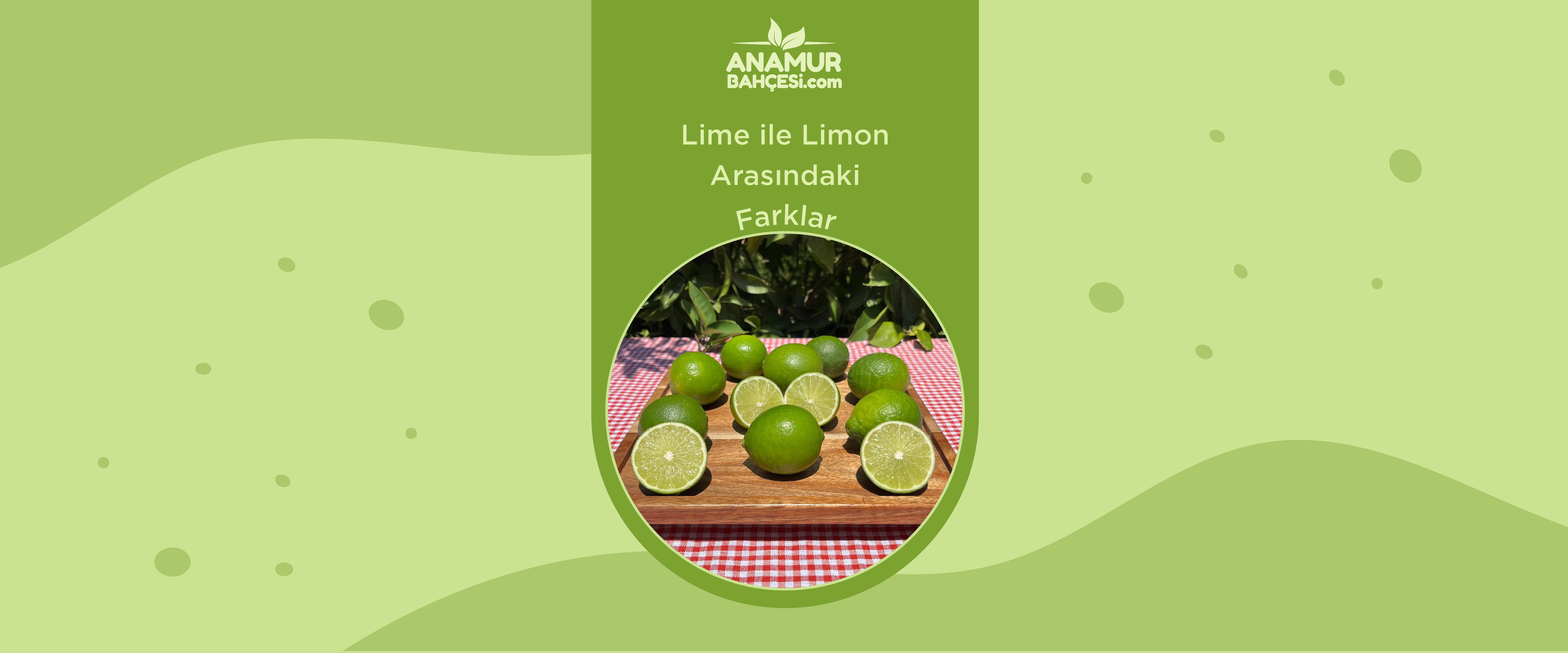 lime ile limon arasındaki farklar