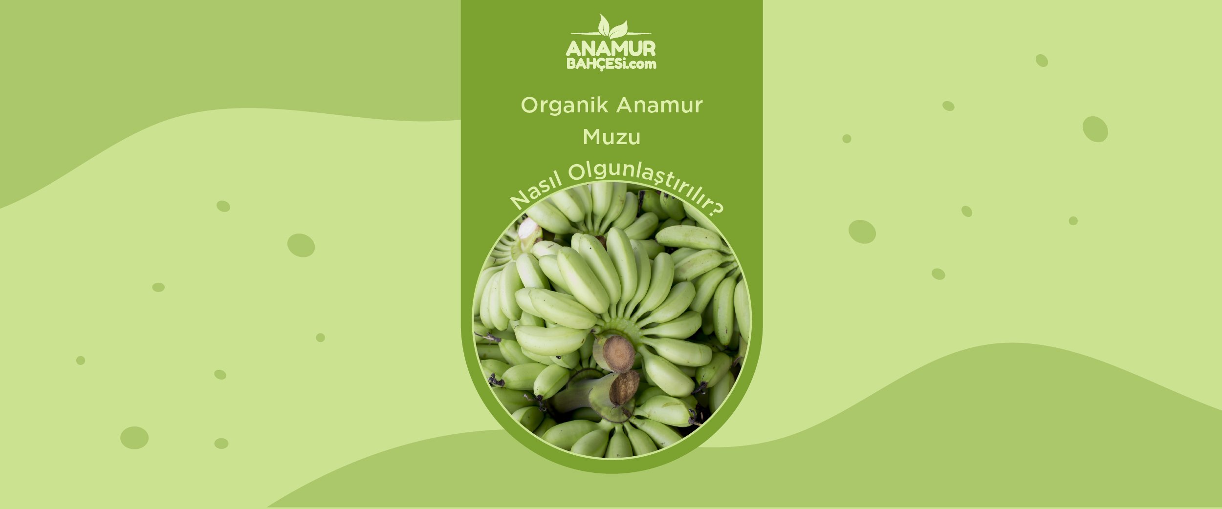 Organik Anamur Muzu Nasıl Olgunlaştırılır?