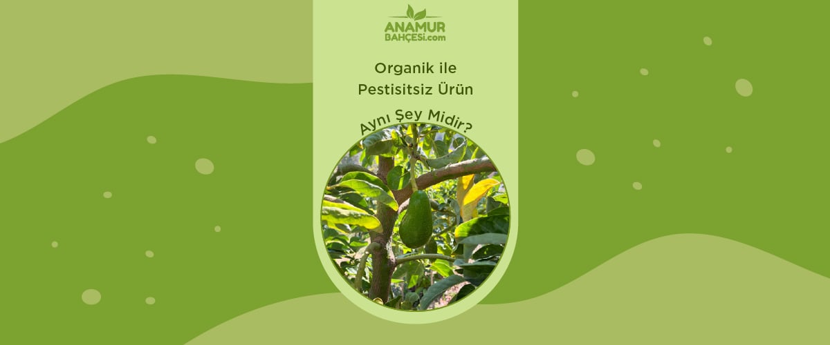 Organik ile Pestisitsiz Aynı Şey Midir? | Anamur Bahçesi