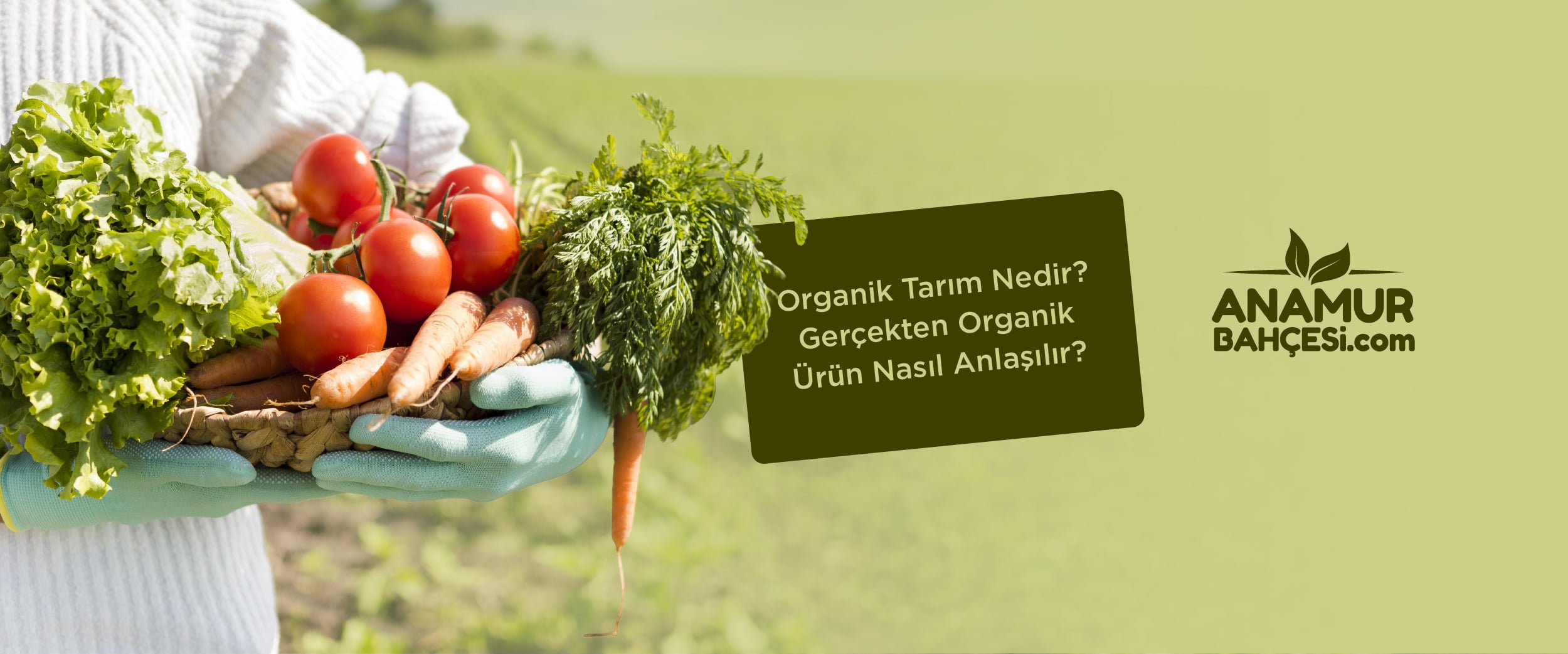 Organik Tarım Nedir? Gerçekten Organik Ürün Nasıl Anlaşılır? | Anamur Bahçesi