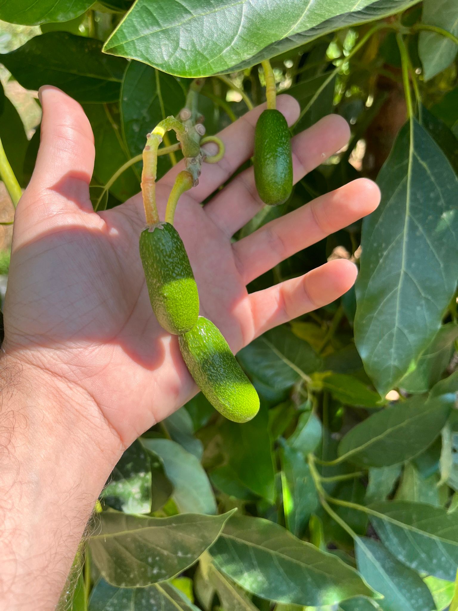 Baby Avokado