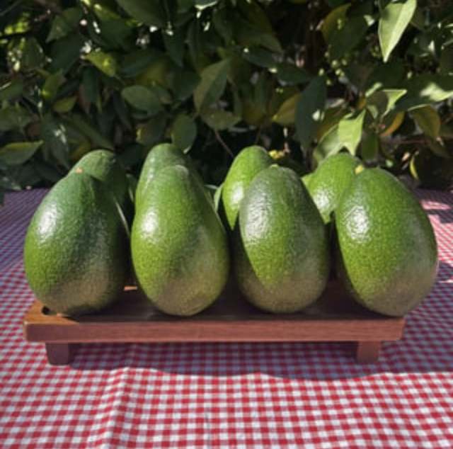 Organik Avokado