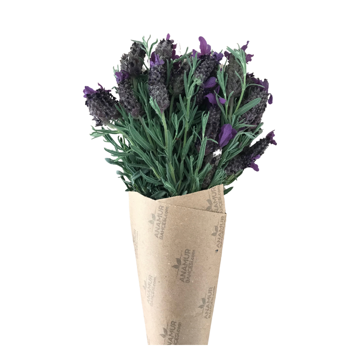 Karabaş Otu (1 Demet)