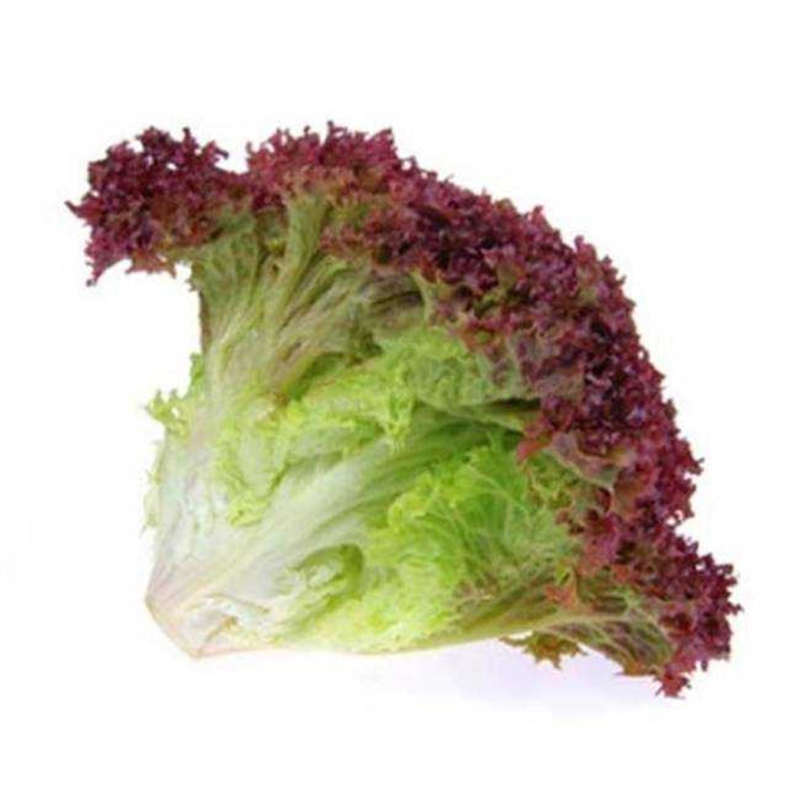 Kıvırcık (Loloroso) Adet
