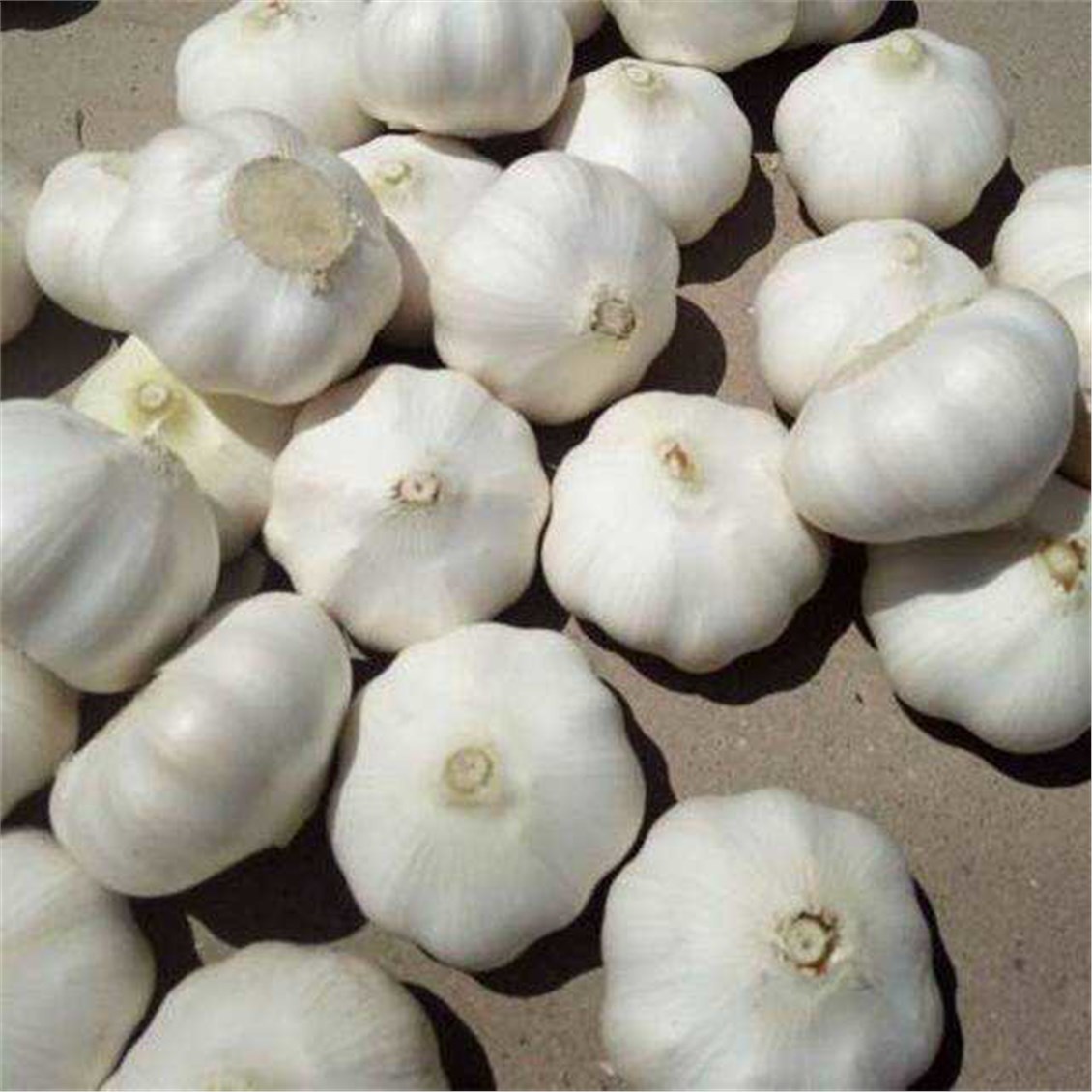Taze Sarımsak Kg