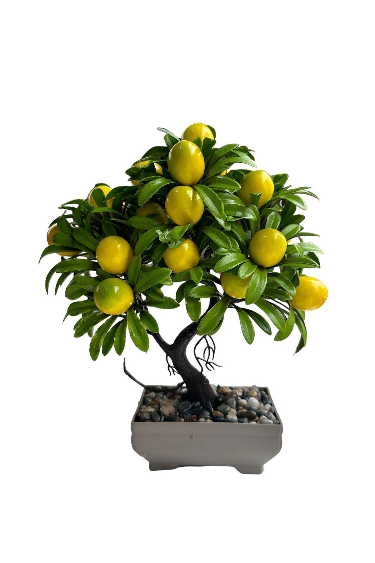 Dikdörtgen Saksı Limon Ağaç