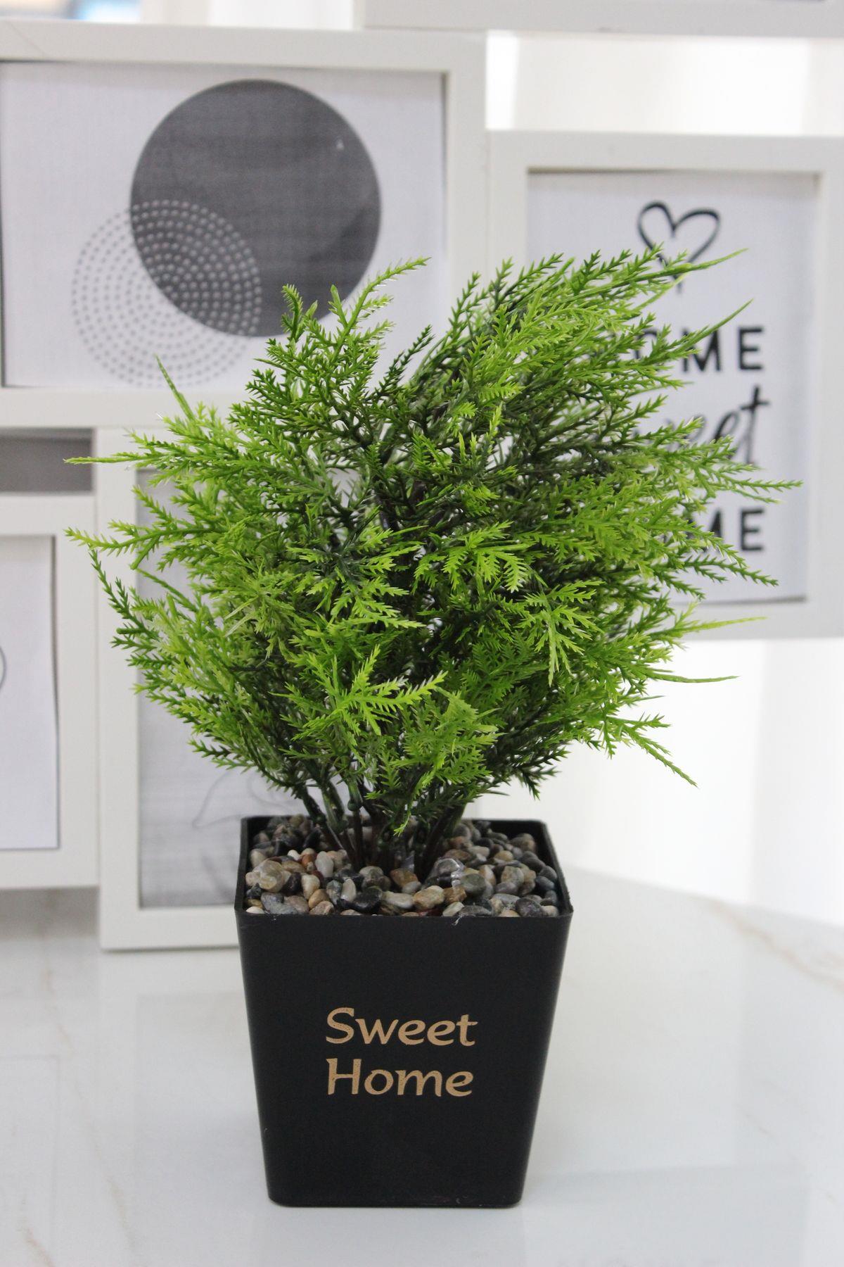 Sweet Home Yazılı Saksıda Dekoratif Çam Ağacı