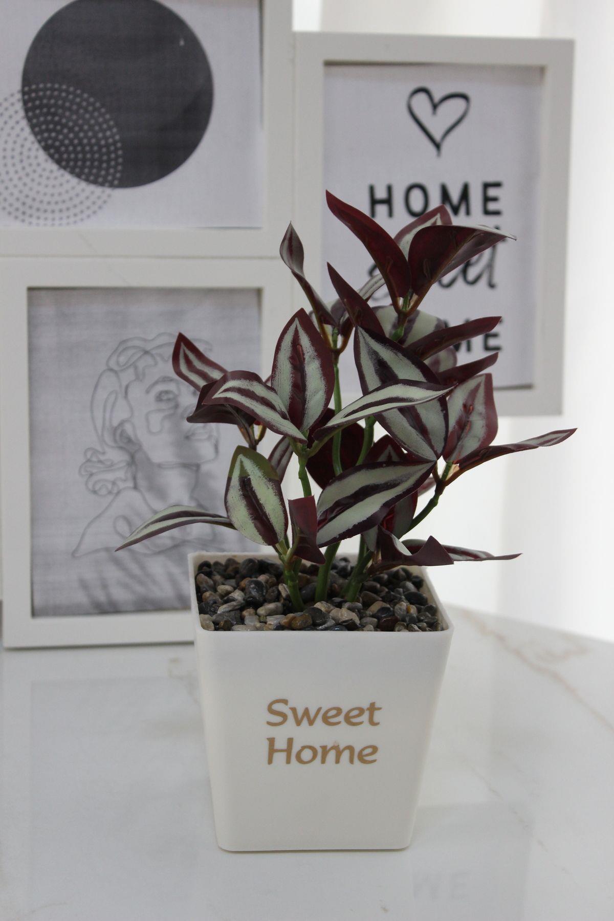 Sweet Home Yazılı Saksıda Dekoratif Telgraf Çiçeği