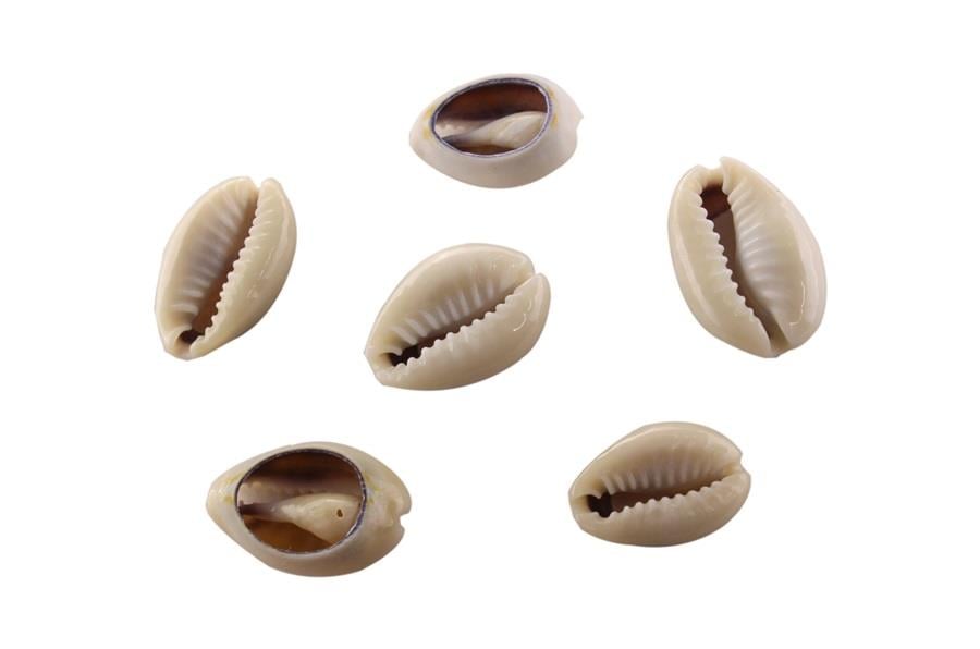 Deniz Kabuğu Boncuk