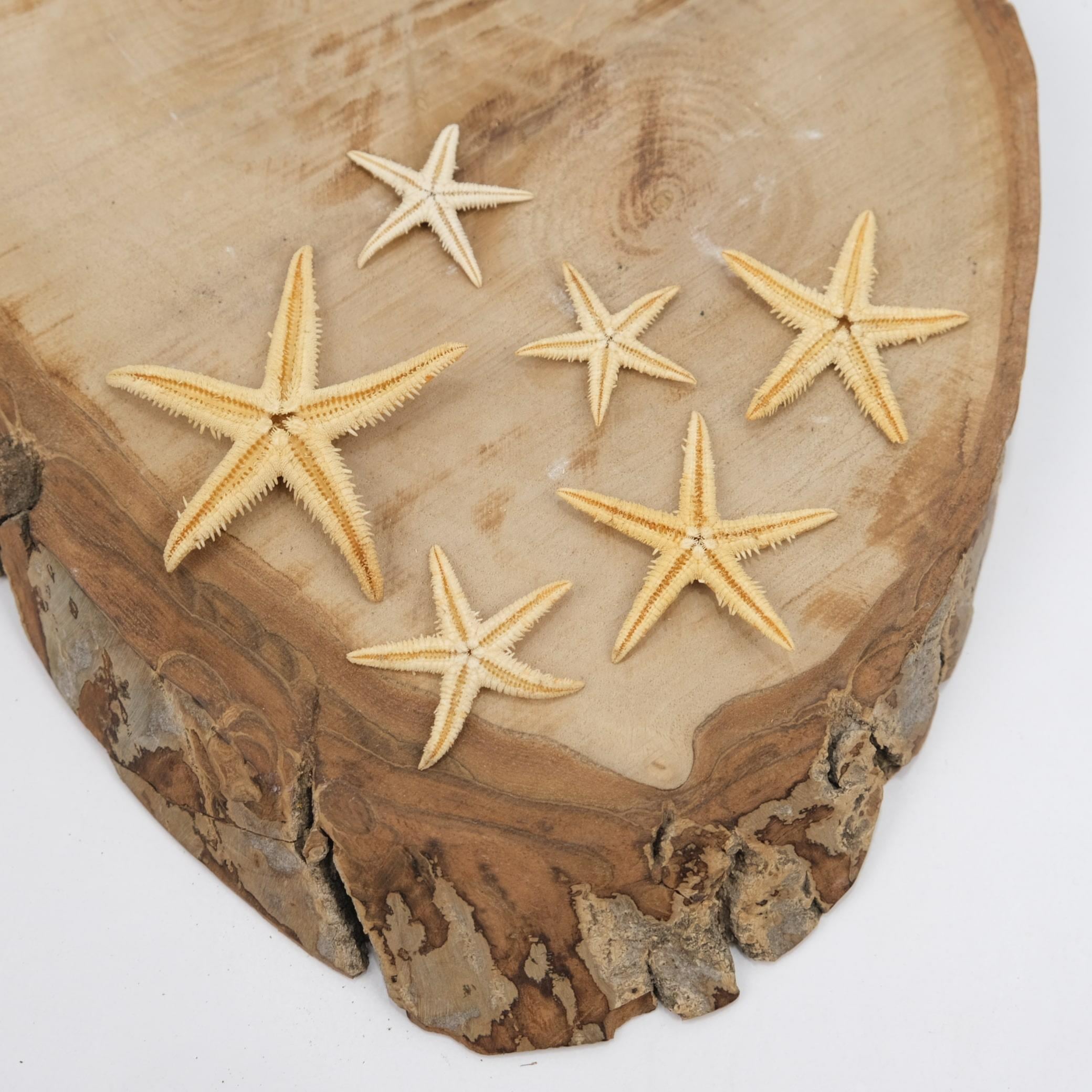 Gerçek Deniz Yıldızı 2 cm -  6 cm Arası 100 Adet