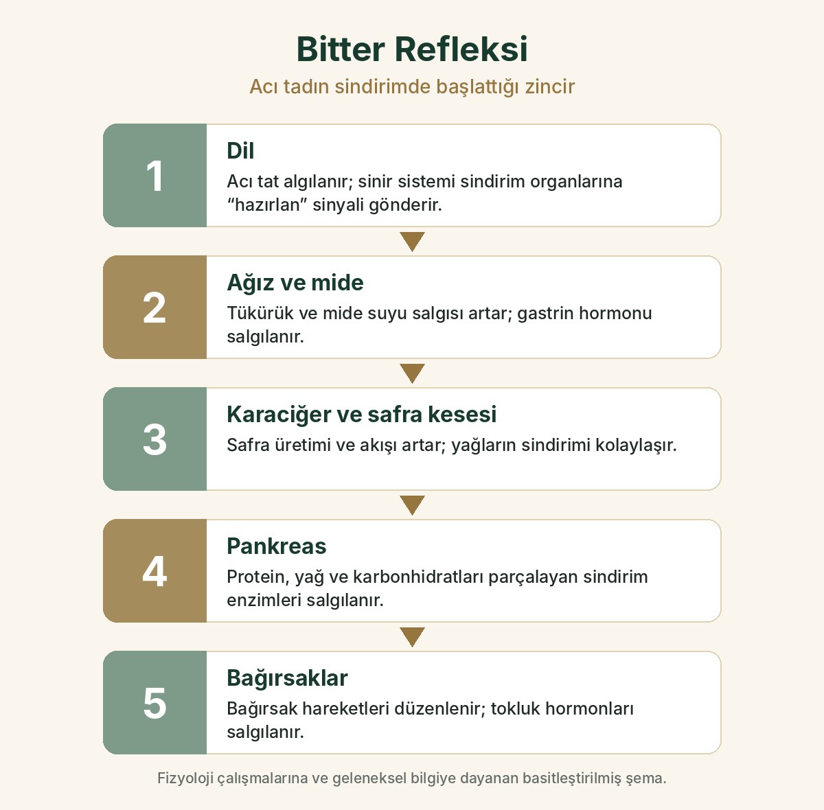 Bitter refleksi: dil, ağız ve mide, karaciğer ve safra kesesi, pankreas ve bağırsaklar boyunca ilerleyen sindirim zinciri