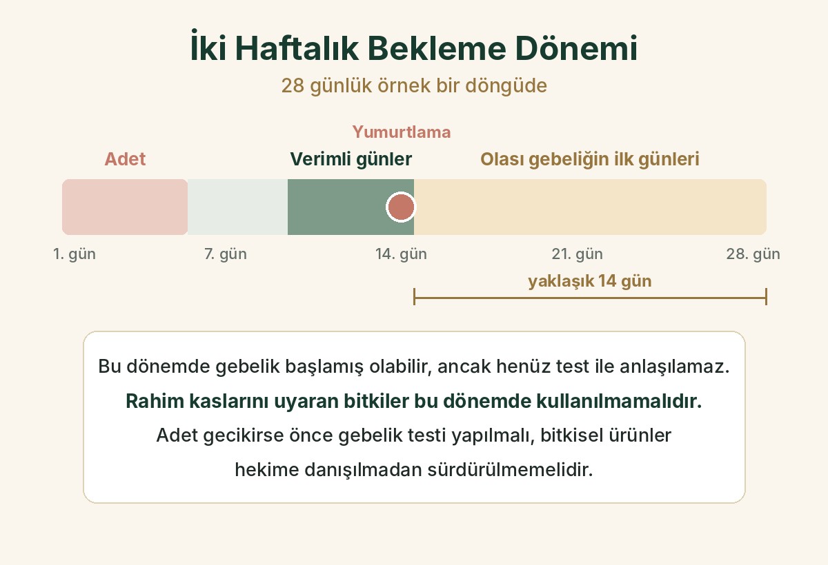 28 günlük döngüde adet, verimli günler, yumurtlama ve olası gebeliğin ilk günlerini gösteren takvim