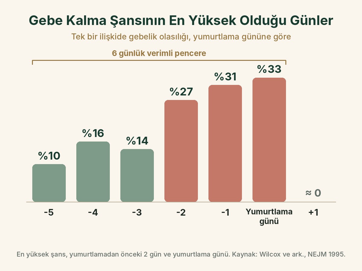Yumurtlama gününe göre gebe kalma olasılığı: 5 gün önce yüzde 10, 2 gün önce yüzde 27, 1 gün önce yüzde 31, yumurtlama günü yüzde 33