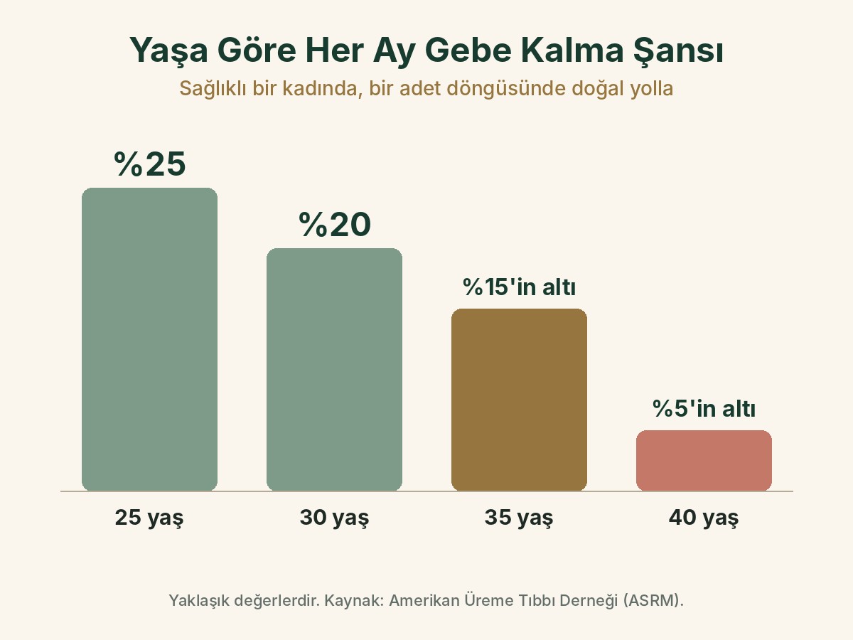 Yaşa göre her ay doğal yolla gebe kalma şansı: 25 yaşta yüzde 25, 30 yaşta yüzde 20, 35 yaşta yüzde 15'in altı, 40 yaşta yüzde 5'in altı