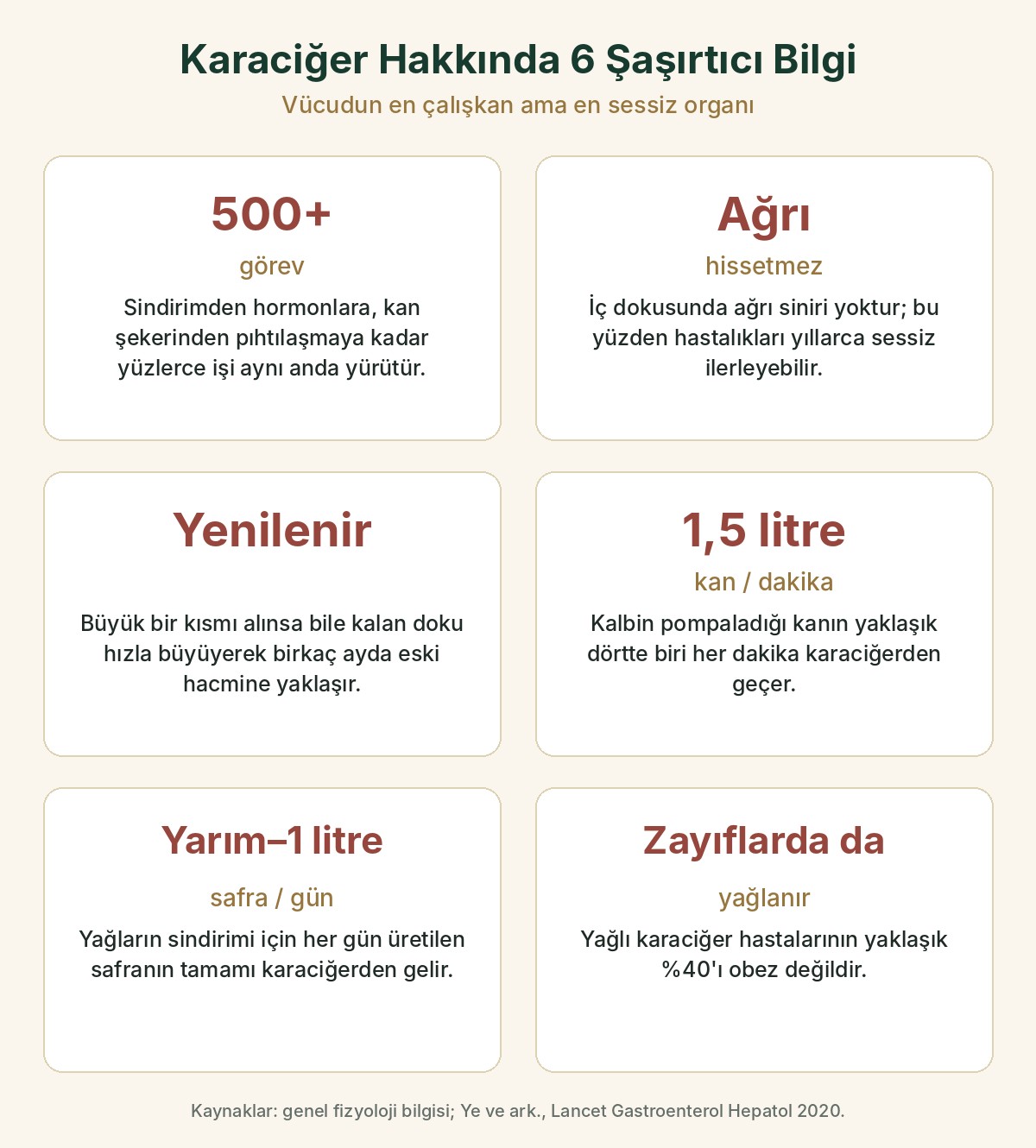 Karaciğer hakkında altı şaşırtıcı bilgi: 500'den fazla görev, ağrı hissetmemesi, yenilenme yeteneği, dakikada 1,5 litre kan, günde yarım ile bir litre safra ve zayıflarda da yağlanma