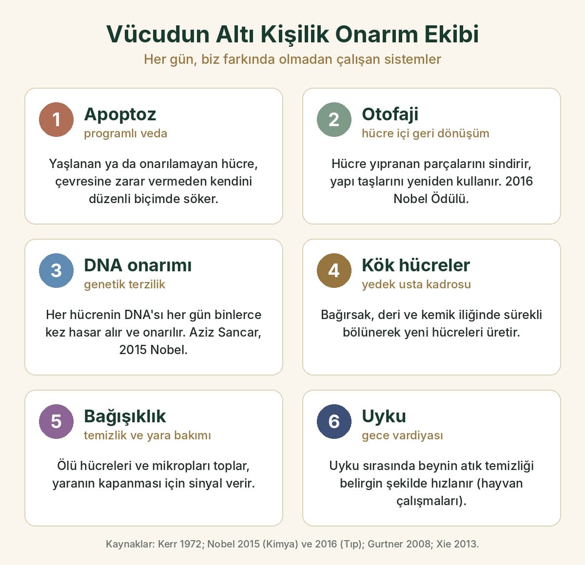 Vücudun altı kişilik onarım ekibi: apoptoz, otofaji, DNA onarımı, kök hücreler, bağışıklık ve uyku