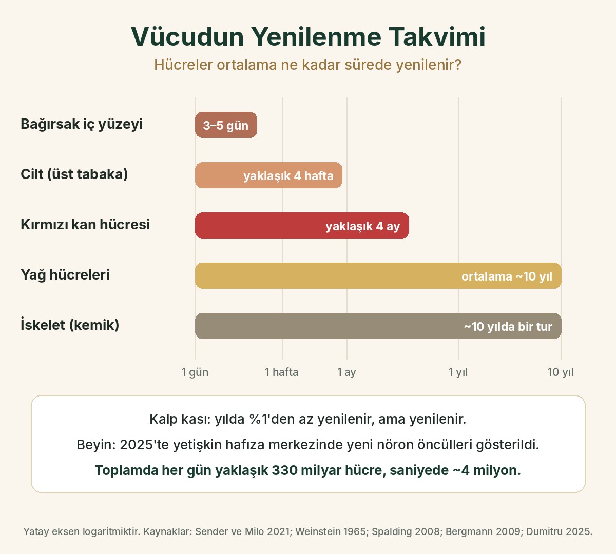Vücudun yenilenme takvimi: bağırsak iç yüzeyi 3–5 gün, cilt yaklaşık 4 hafta, kırmızı kan hücresi yaklaşık 4 ay, yağ hücreleri ortalama 10 yıl, iskelet yaklaşık 10 yılda bir