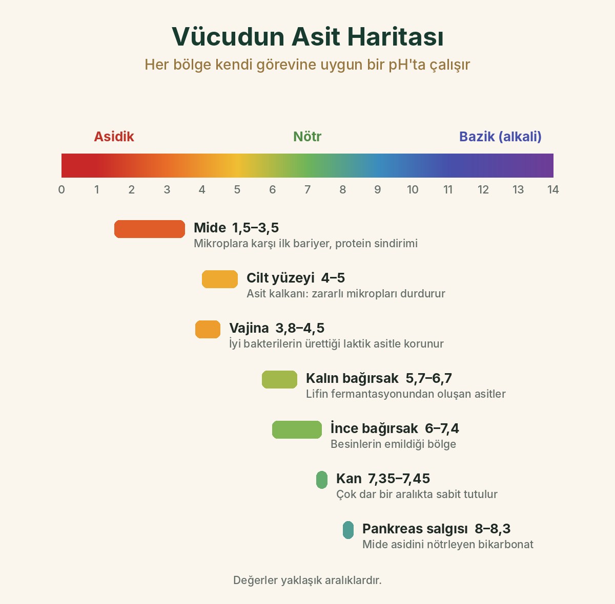 Vücudun asit haritası: mide 1,5–3,5; cilt yüzeyi 4–5; vajina 3,8–4,5; kalın bağırsak 5,7–6,7; ince bağırsak 6–7,4; kan 7,35–7,45; pankreas salgısı 8–8,3