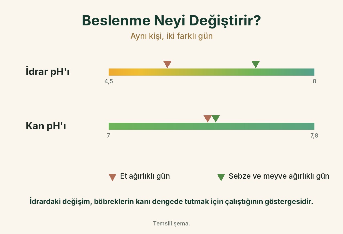Et ağırlıklı ve sebze-meyve ağırlıklı günlerde idrar pH'ı değişirken kan pH'ı aynı kalıyor