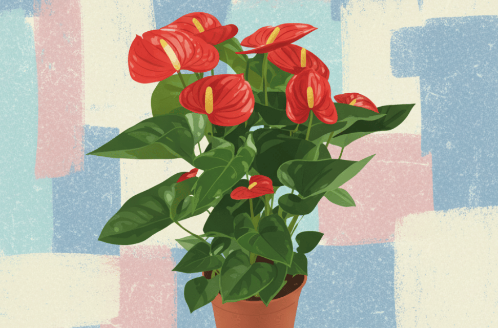 Antoryum Çiçeği Bakımı