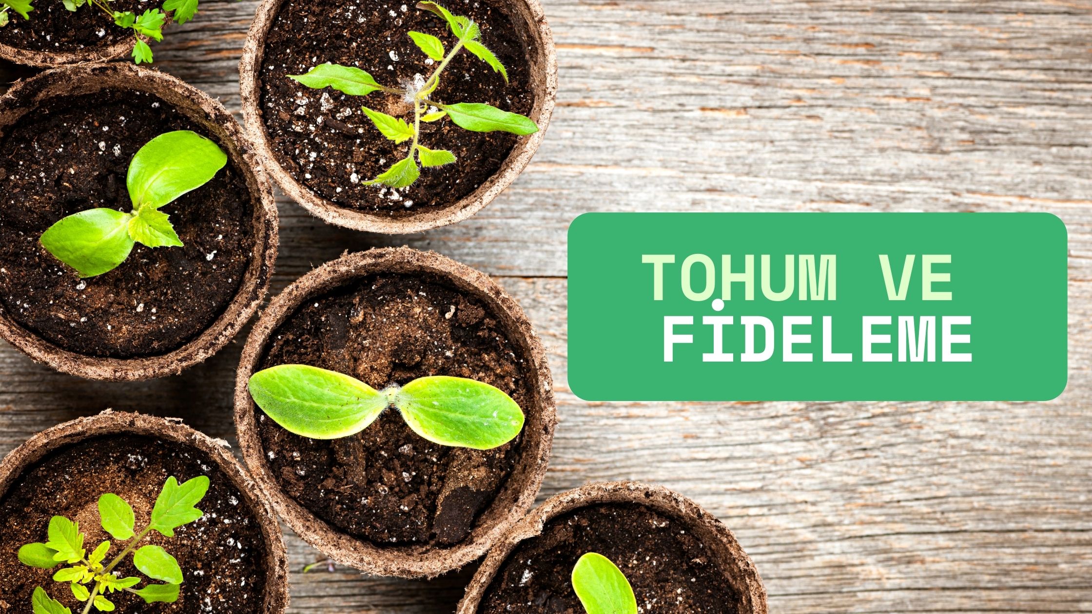Başarılı Tohum ve Fideleme Nasıl Yapılır?