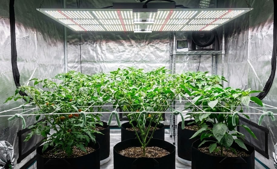 Bitkilerde LST (Low Stress Training) Tekniği ile Hasat Nasıl 2 Katına Çıkarılır