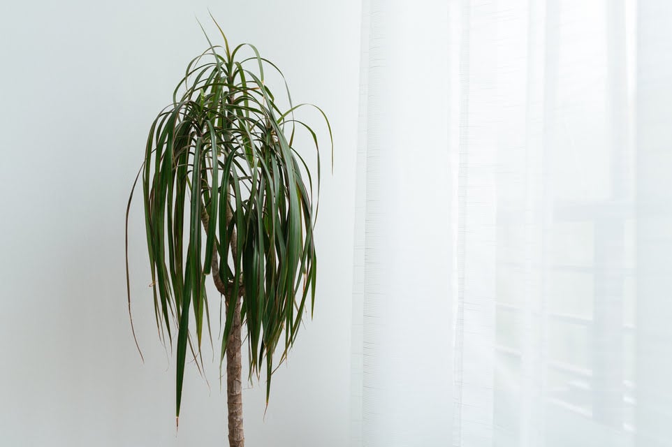 Dracaena Marginata Bakımı
