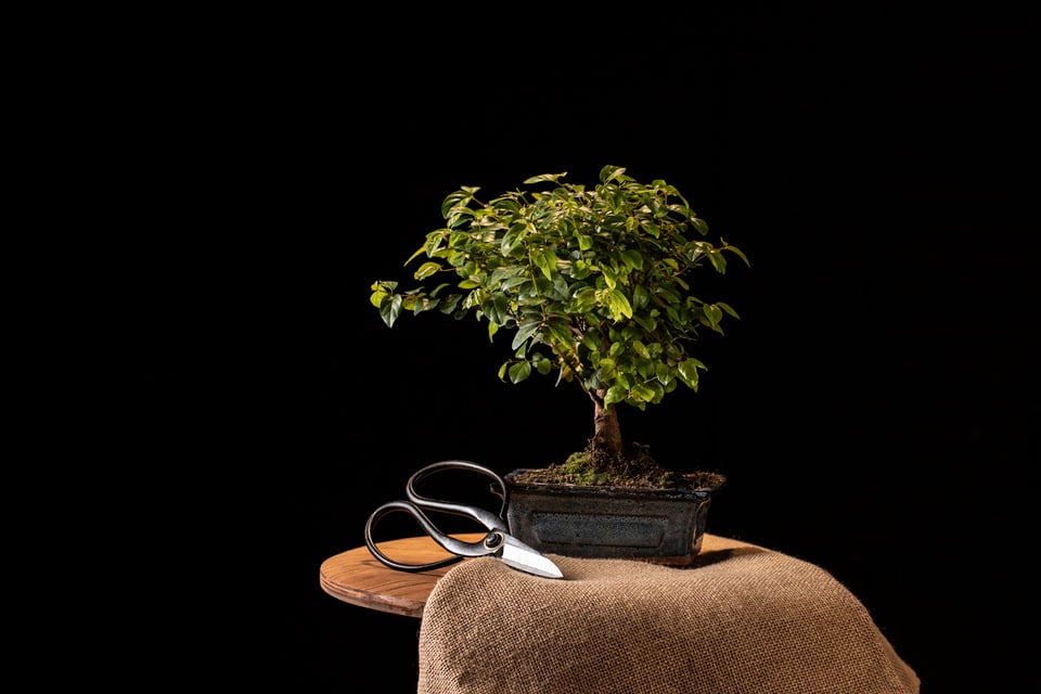 Ginseng Bonsai Bakımı