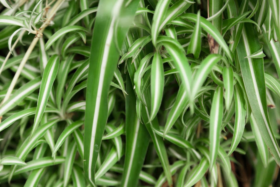 Kurdele Çiçeği Bakımı