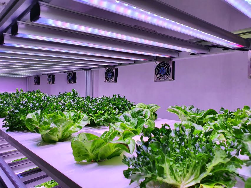 LED Bitki Yetiştirme Lambası Alırken Nelere Dikkat Etmeliyim?