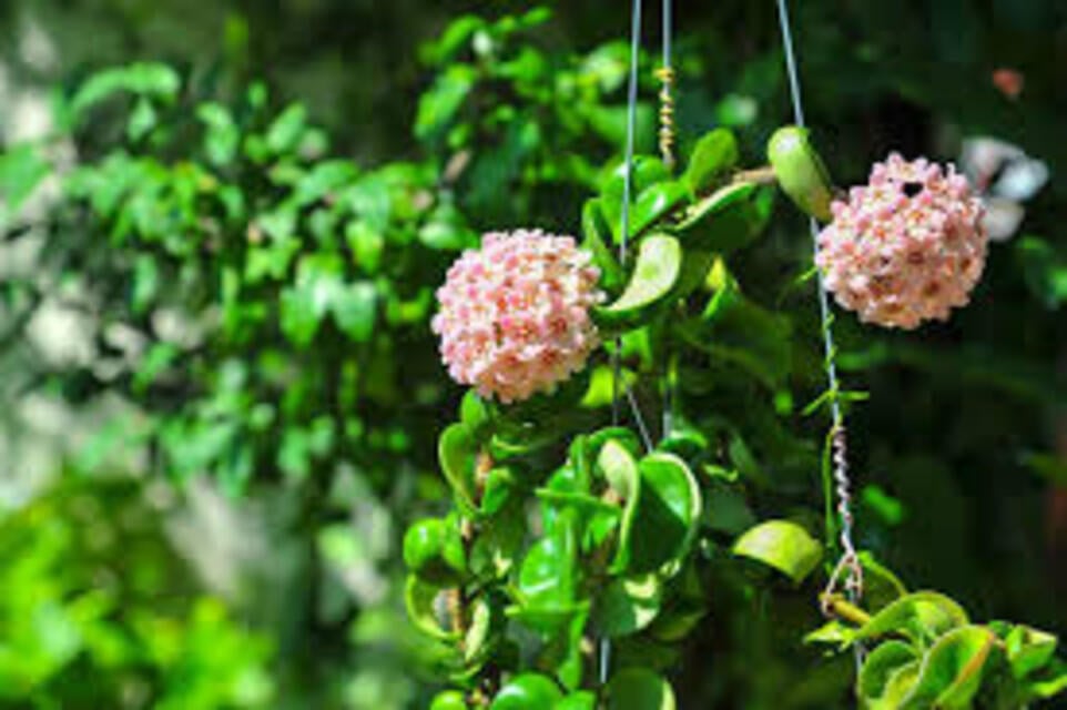 Mum Çiçeği Bakımı