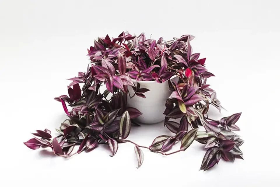 Telgraf Çiçeği Bakımı